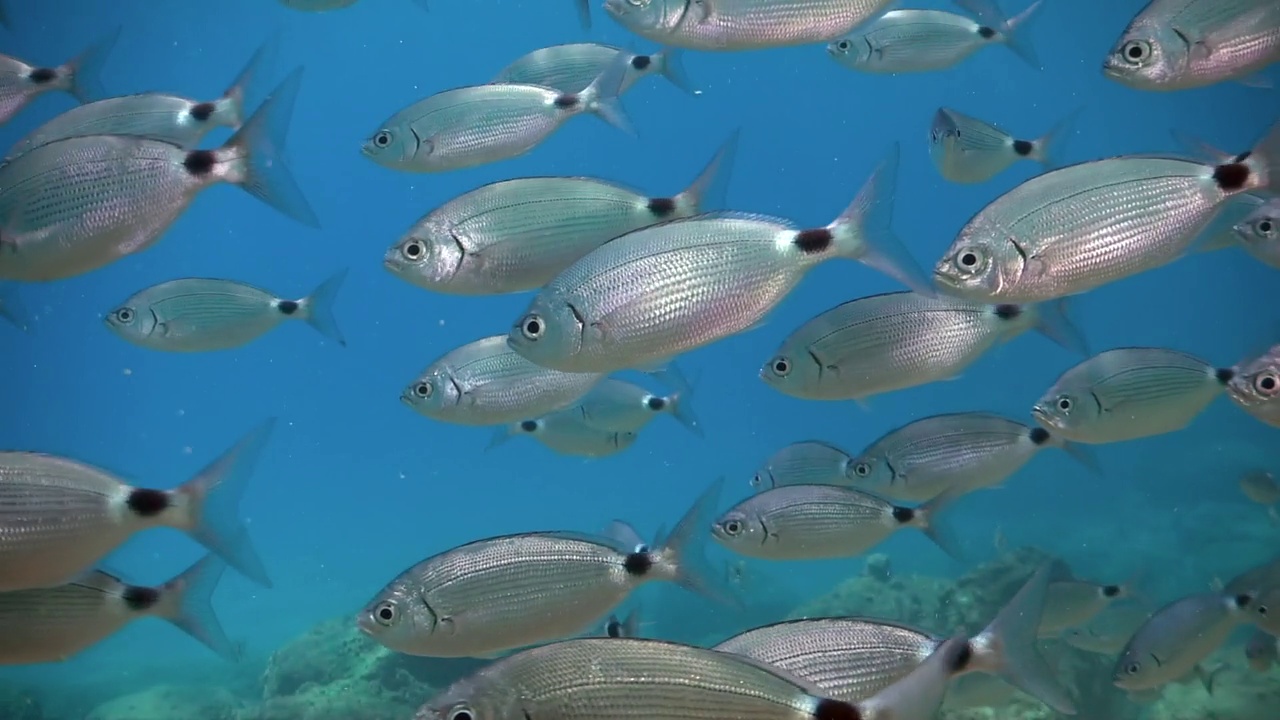 在海中游动的奥巴达梅拉尼拉鱼群视频下载