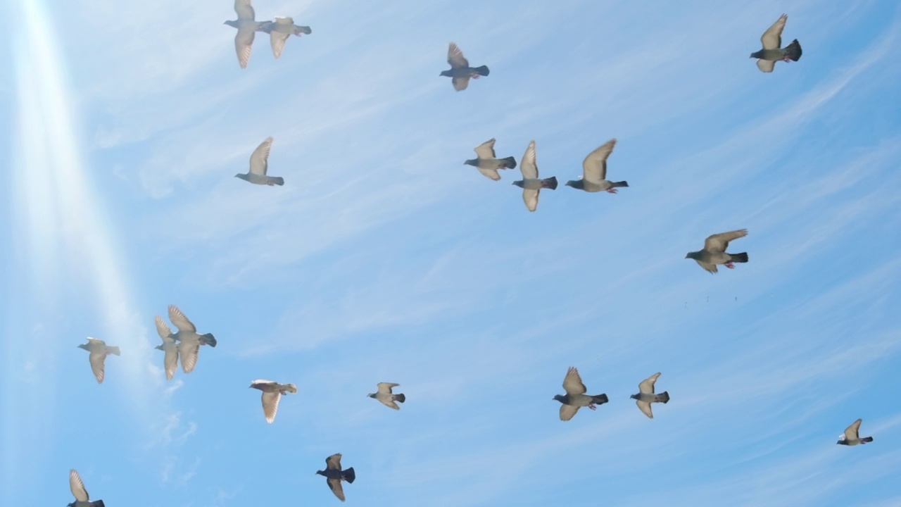 一群鸽子在晴天的蓝天上飞翔，慢镜头。视频素材