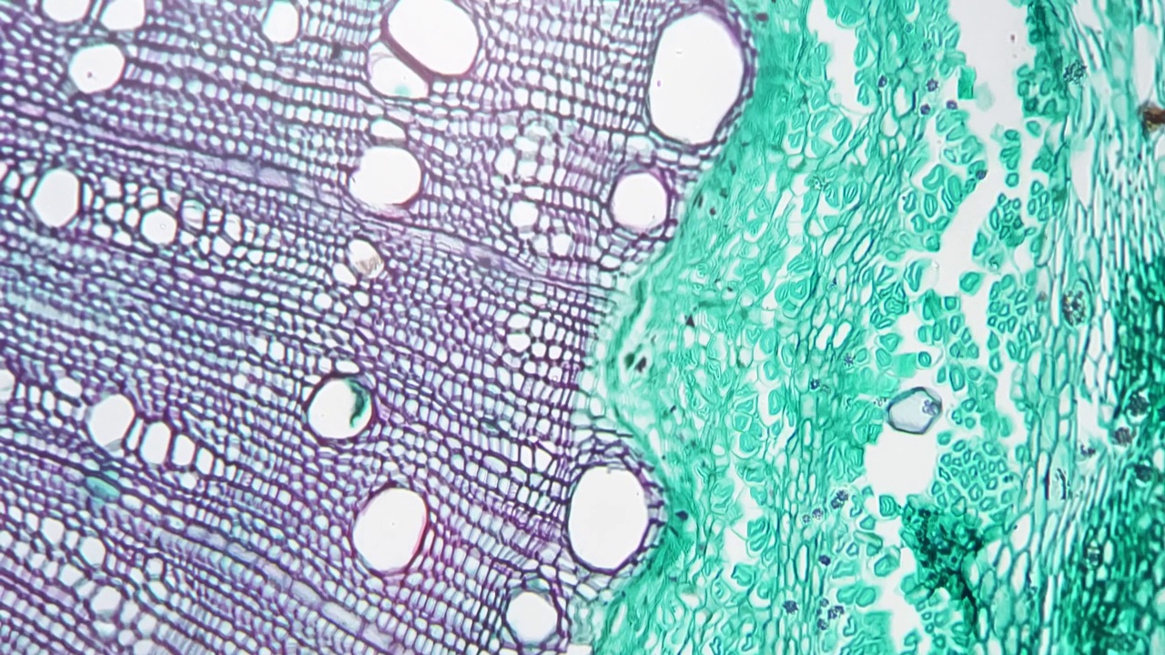 显微镜下显示双子叶木本植物茎的横切面科学样本视频下载