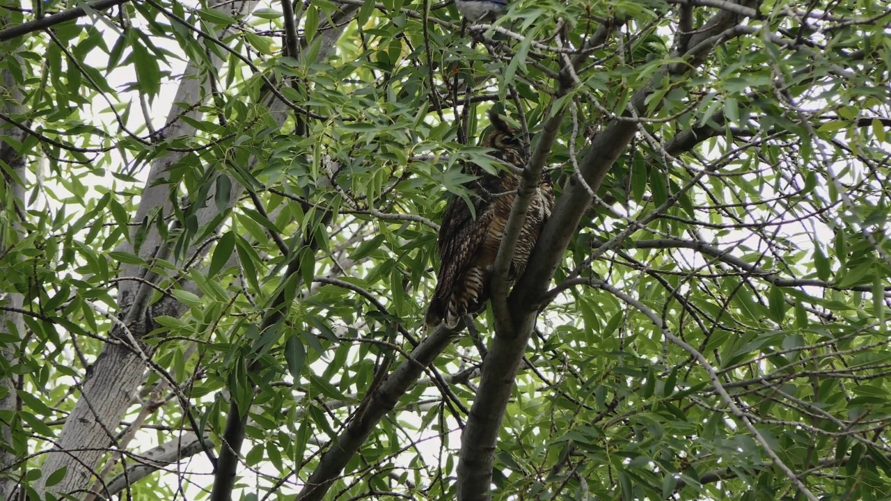 大猫头鹰坐在树上，一只蓝松鸦在叫视频下载