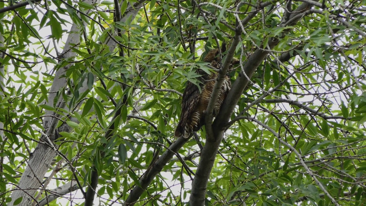 坐在树上的大角猫头鹰视频下载