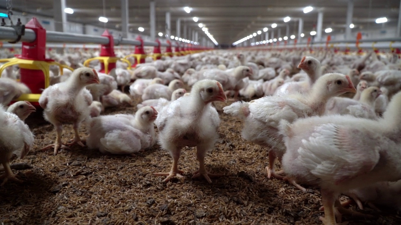 封闭式养鸡场自动喂鸡，温度和灯光控制，泰国。视频下载