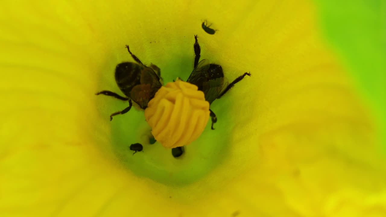 西葫芦花与蜜蜂。授粉的花朵。视频下载