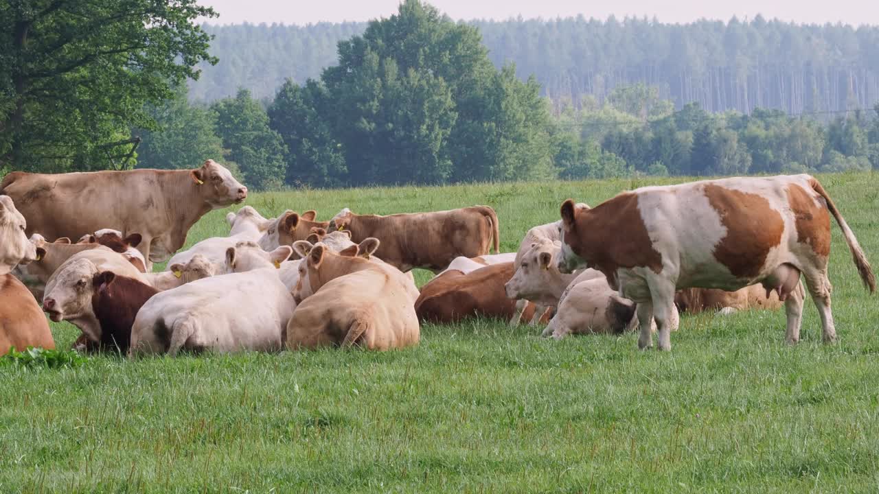 一群牛在夏天的绿色田野上视频素材