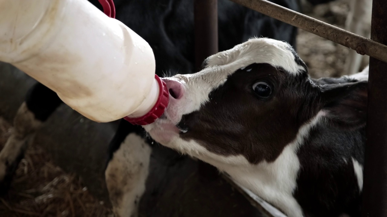 两只小牛在争夺农场主给的奶。视频素材