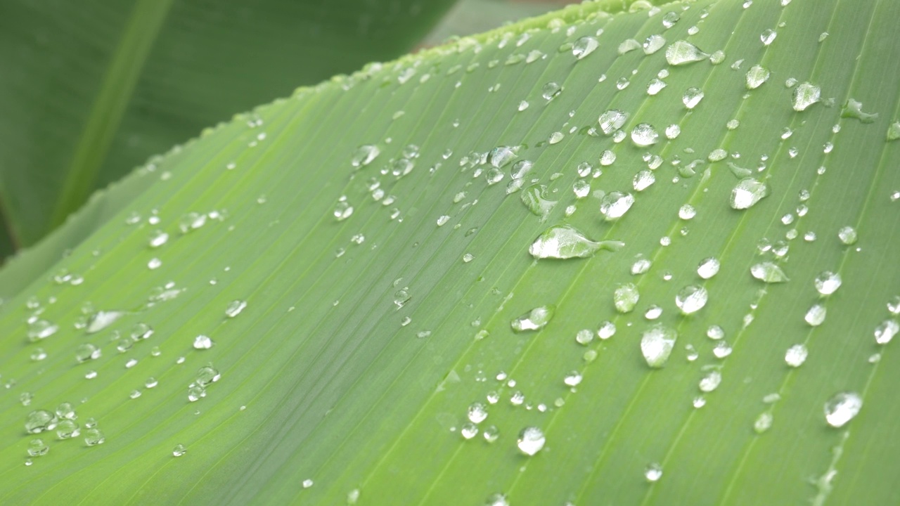 抽象背景绿香蕉叶与水滴，雨季的自然概念。视频素材