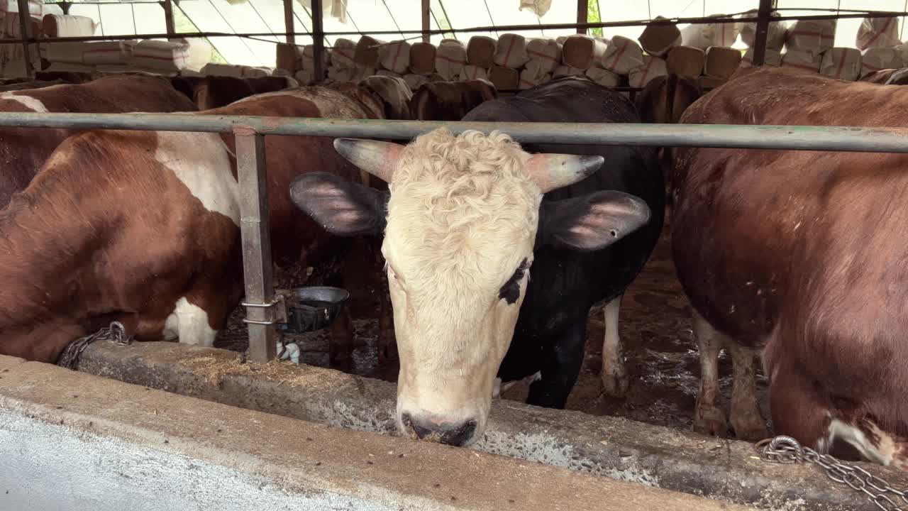 牛的农场视频下载