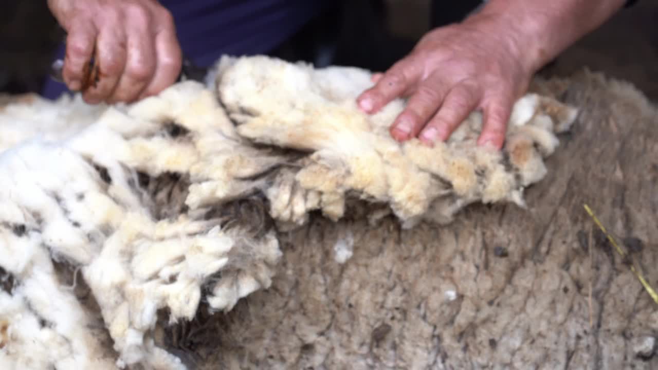近距离的农民的手剪羊在旧的传统方式与手工剪刀视频下载