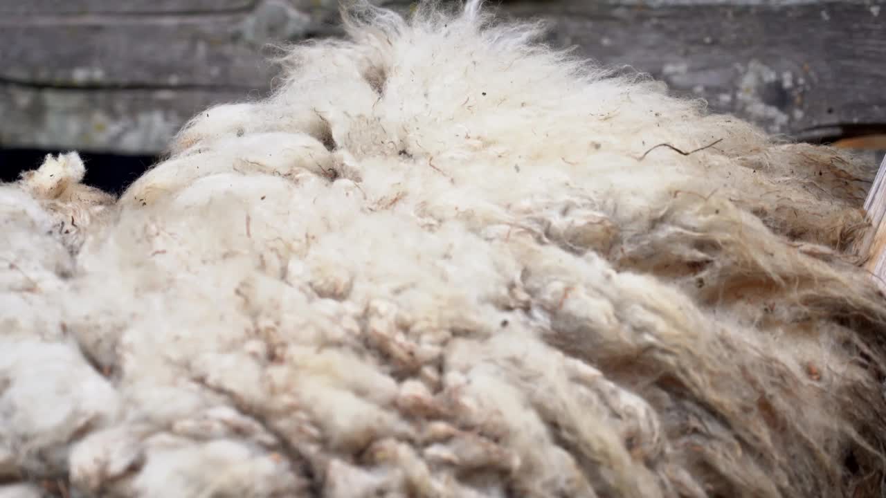 生羊羊毛视频下载