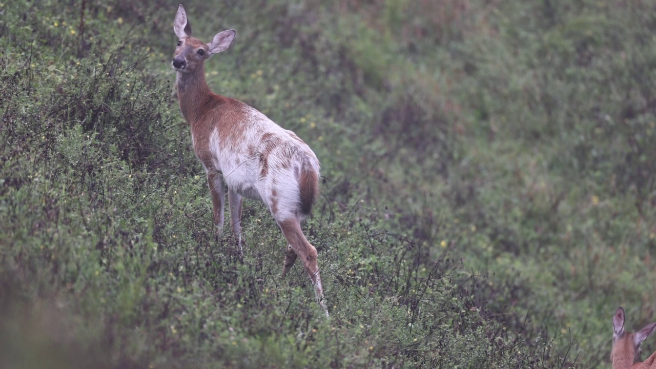 杂色的白尾鹿鹿视频下载