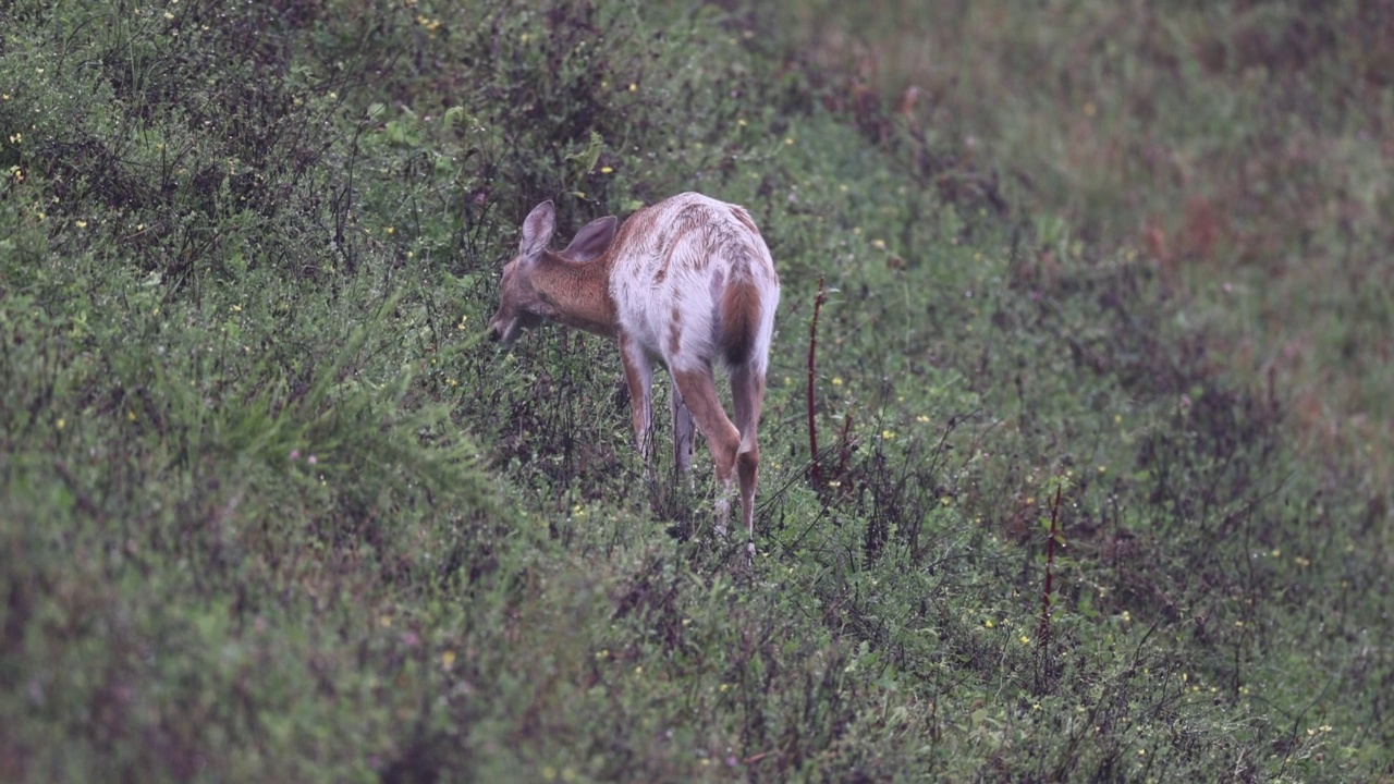 杂色的白尾鹿鹿视频下载