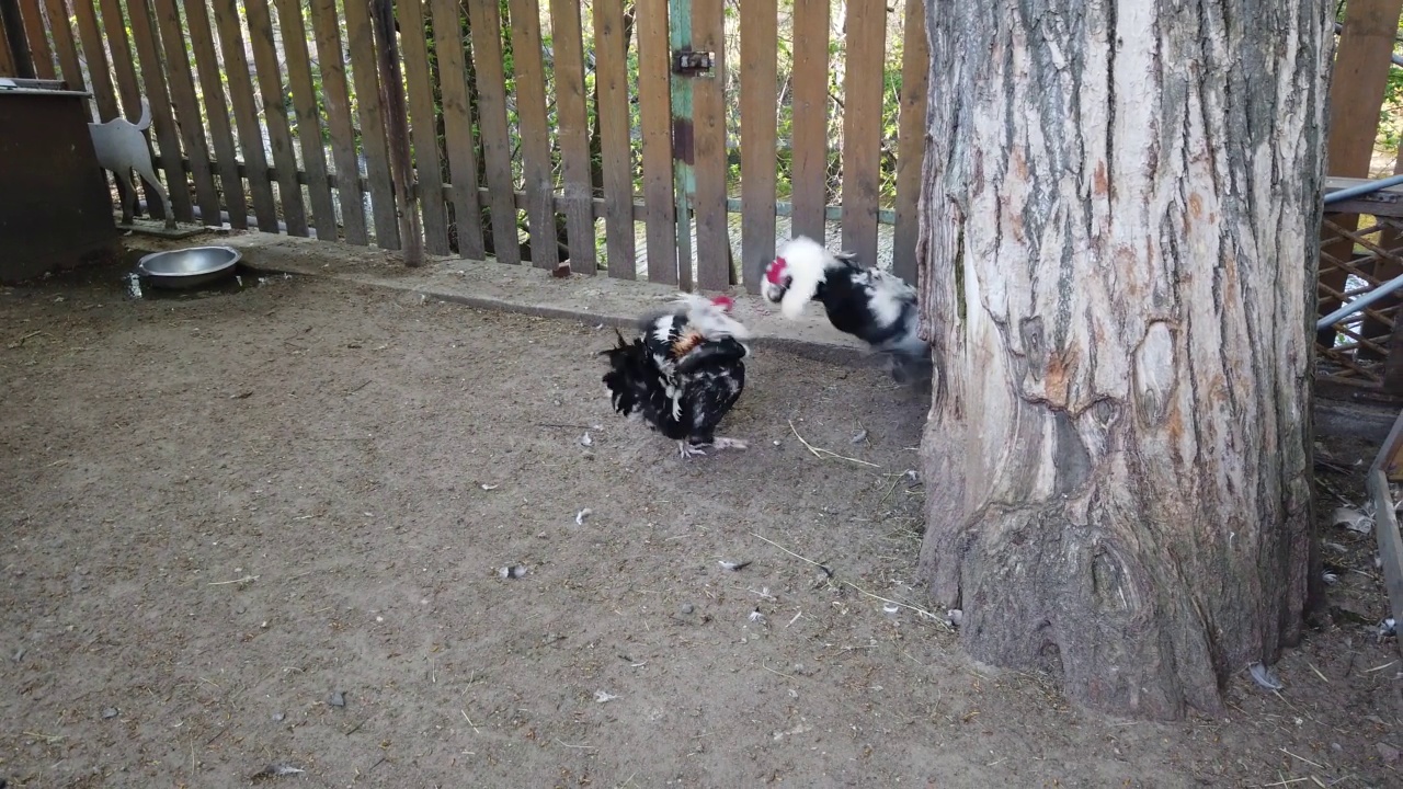 动物家禽的院子。山羊和鸡在院子里走来走去。公鸡是战斗。视频素材