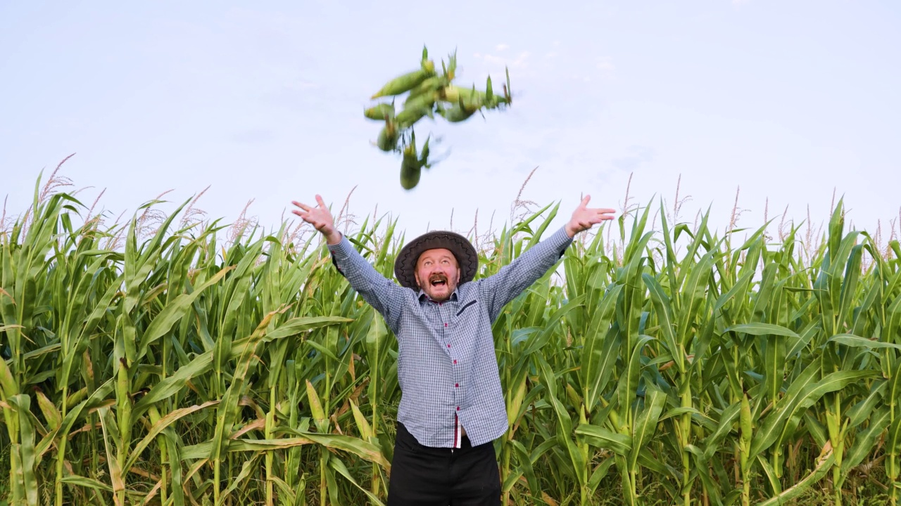 年长的男农民站在玉米地里，看着镜头，庆祝丰收，把玉米抛了起来。视频下载