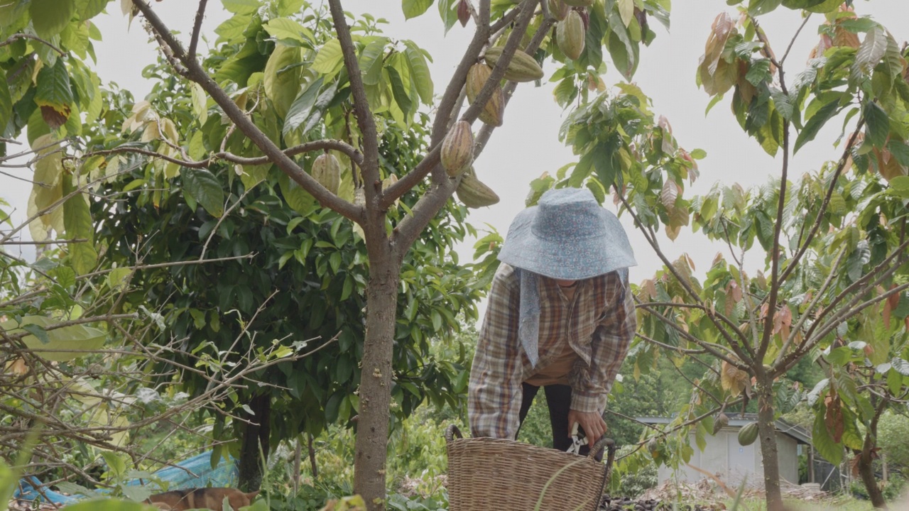 广角和低角度拍摄的亚洲妇女农民使用修剪剪从可可树可可荚在可可农场，并放下在收获藤篮。视频素材