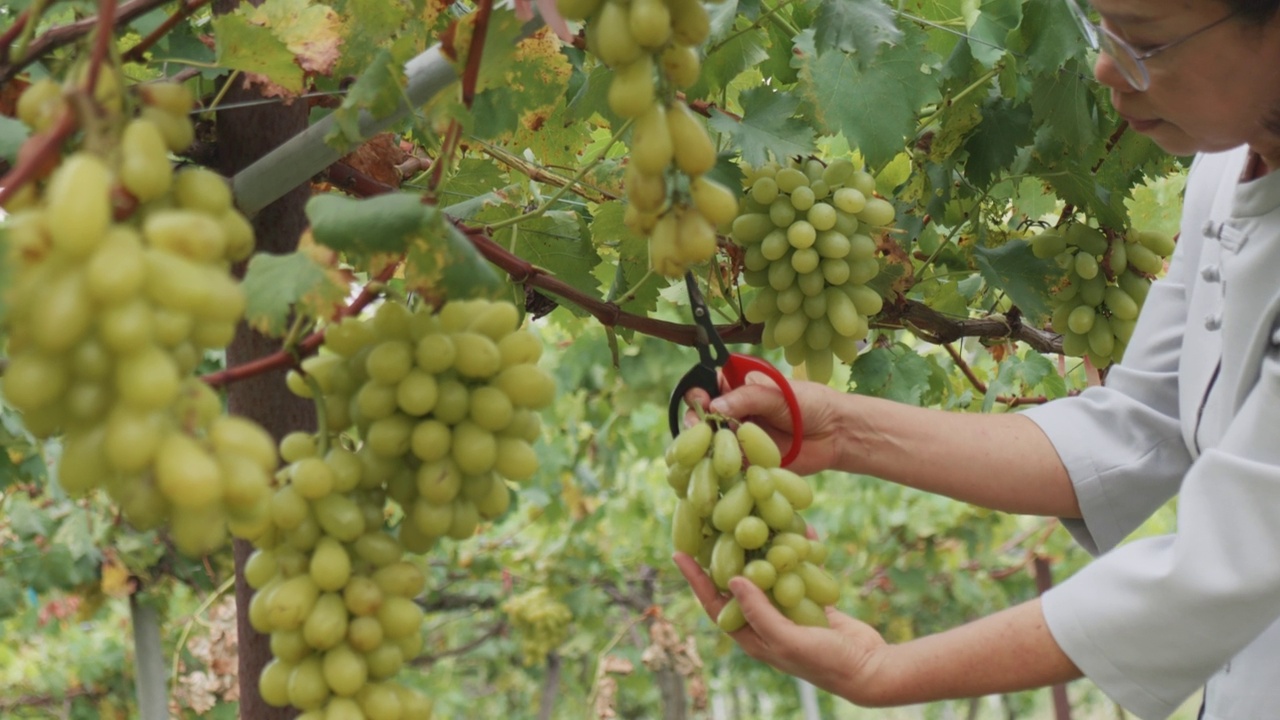亚洲高级妇女农民使用剪从葡萄藤收割绿色葡萄在有机葡萄园。视频素材