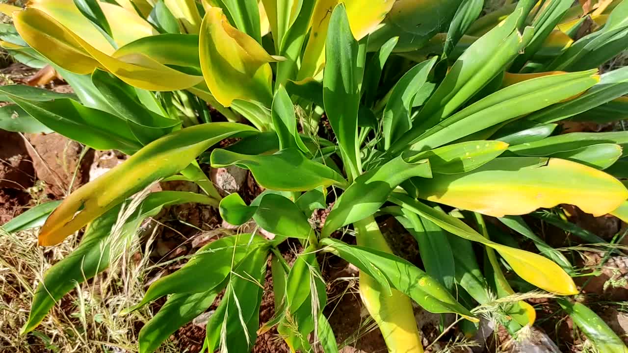 绿色海葵植物视频下载