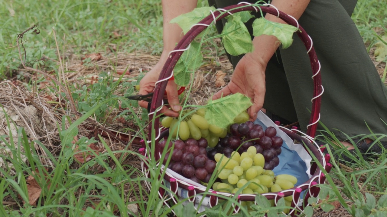 老妇人手握一串绿色的葡萄从葡萄藤在有机葡萄园收割，把下到藤篮包含黑色和绿色的葡萄。视频素材