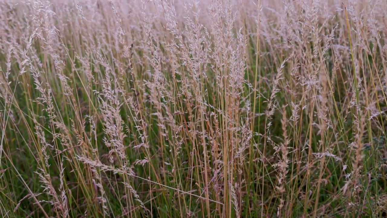 干燥草地羊茅，草地羊茅在夏季午后的野外光照视频素材