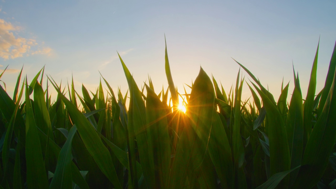 玉米地在阳光下爆裂。农业玉米田在夕阳的光芒下。玉米收获。绿色茂盛的玉米芯种植园。生态产品的概念。特写,滑块。视频素材