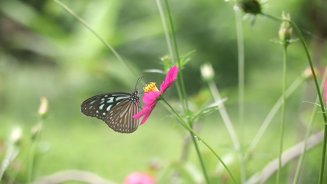 从粉红硫磺大波斯菊中吸取花蜜的蝴蝶视频素材