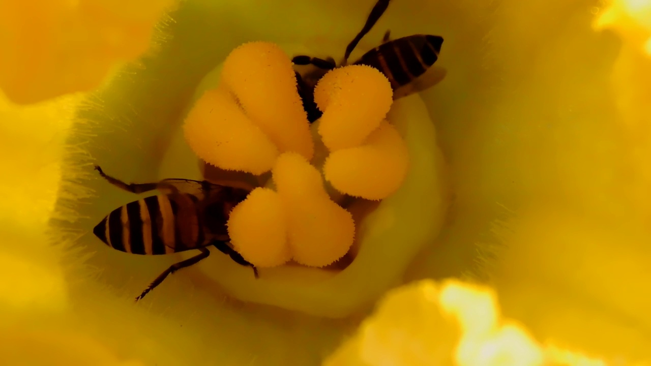 采集花蜜的蜜蜂视频下载