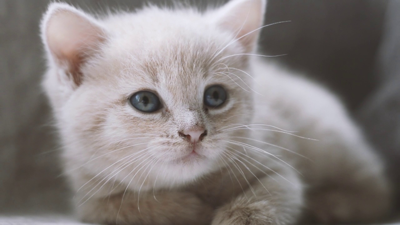 一只长着红蓝眼睛的小猫，一个特写视频。视频素材