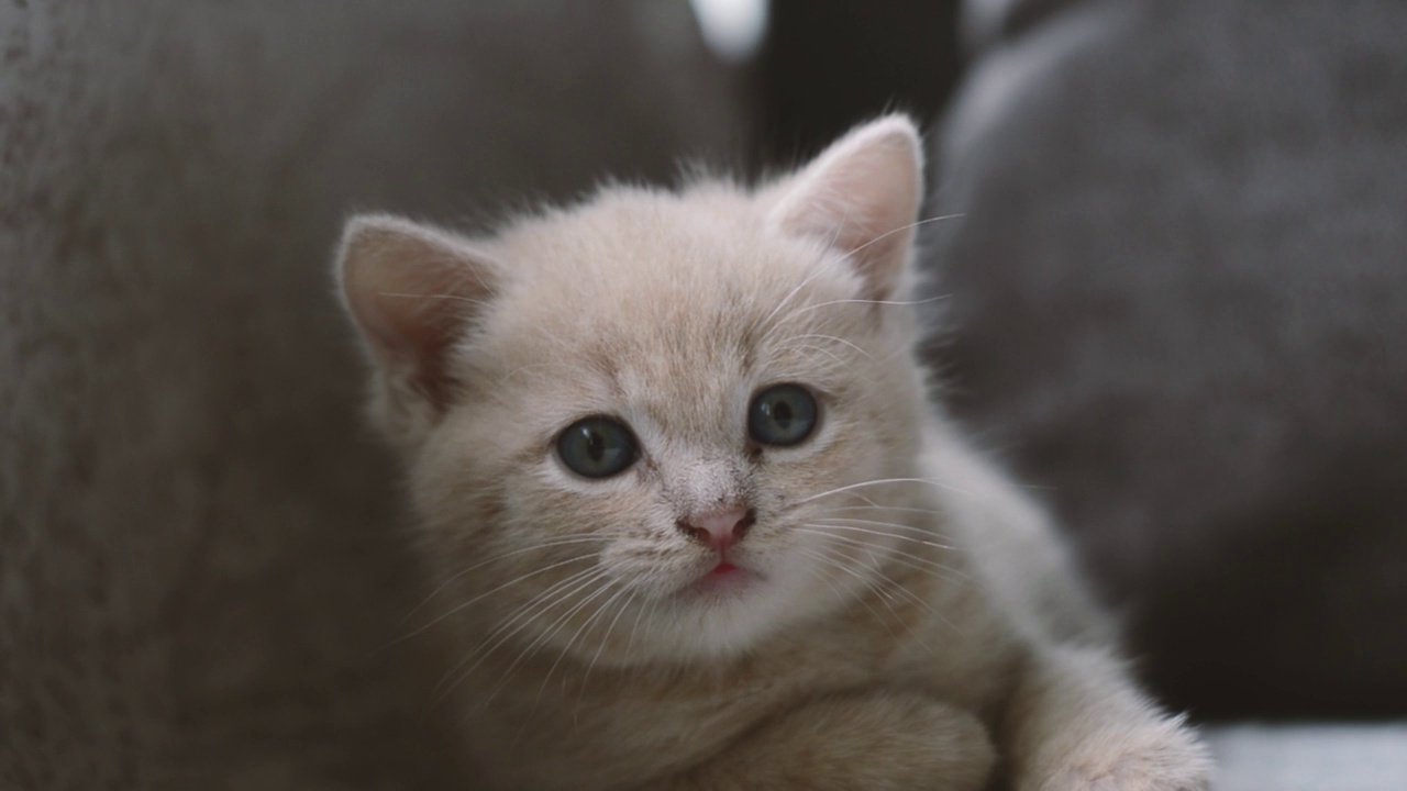 一只长着红蓝眼睛的小猫，一个特写视频。视频素材