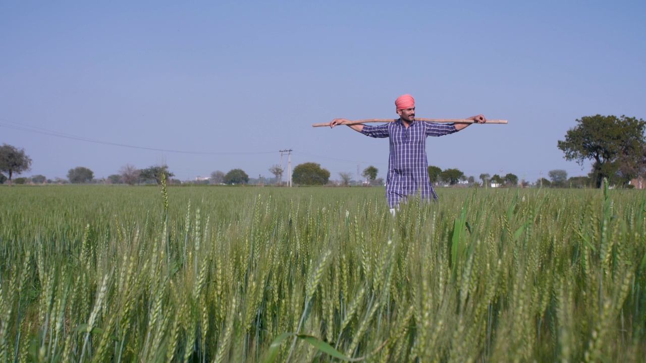 一位英俊的大胡子农民穿着传统服装走在他的麦田里——印度村庄的麦田，农产品视频素材