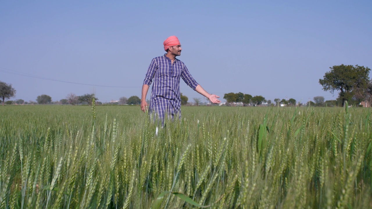 一位中年农民/工人正在检查/触摸他盛开的小麦作物——印度农业视频素材