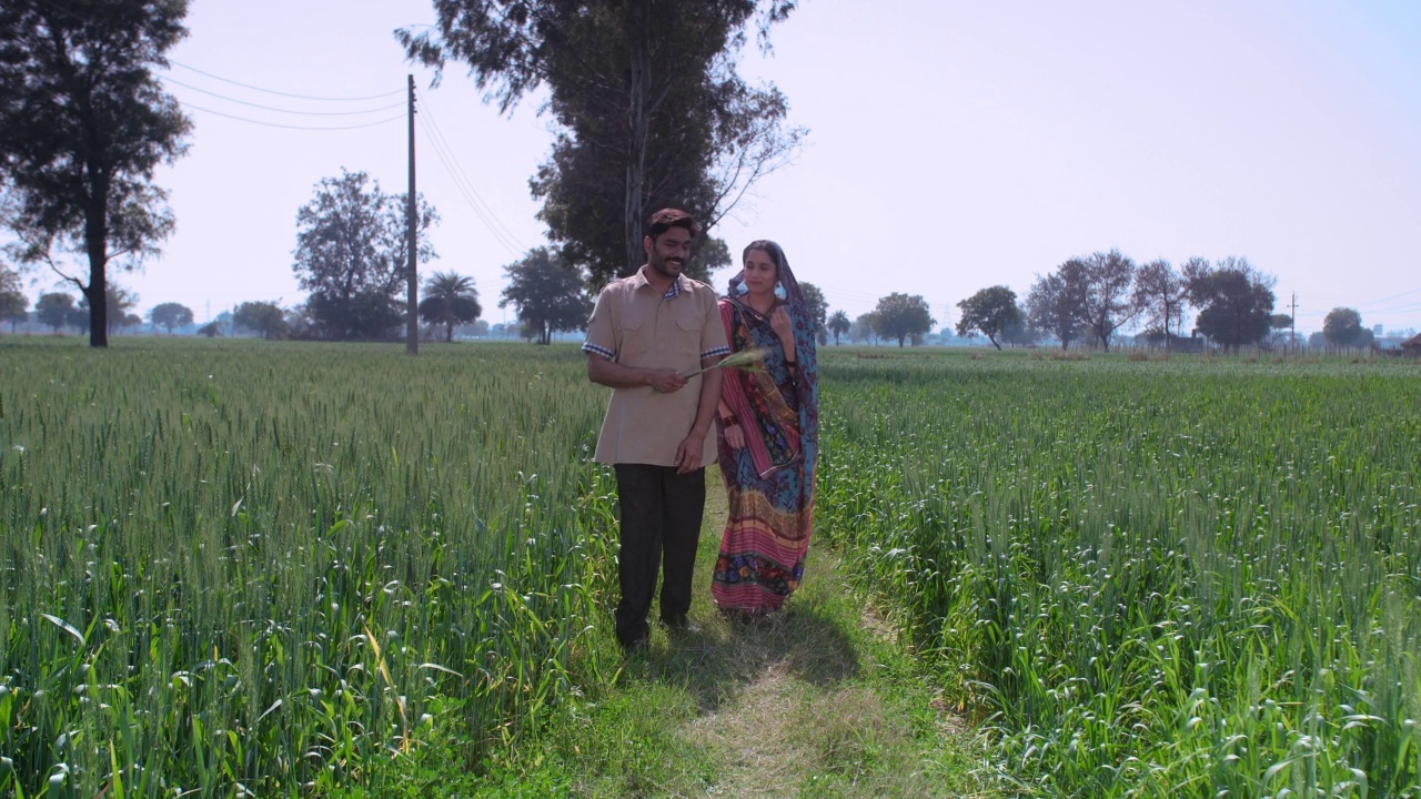 一对传统的乡村夫妇穿过水稻/稻田/芥菜田——印度农业视频素材
