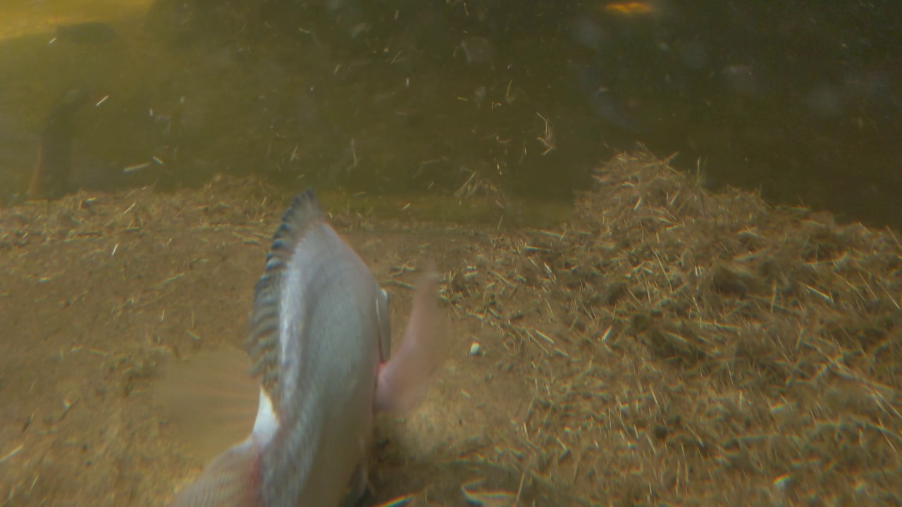 鱼在湖底游动。鱼的水下摄影。狩猎和捕鱼视频素材