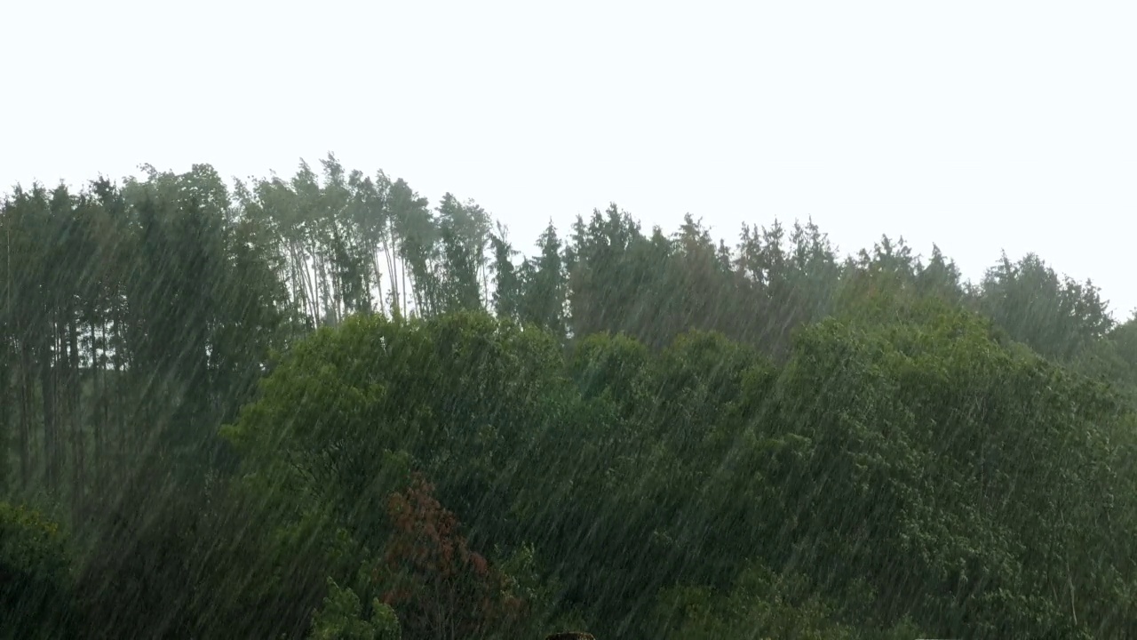 森林里的暴风雨。大雨从戏剧性的天空落下。雷雨中有大雨。外面暴雨视频素材