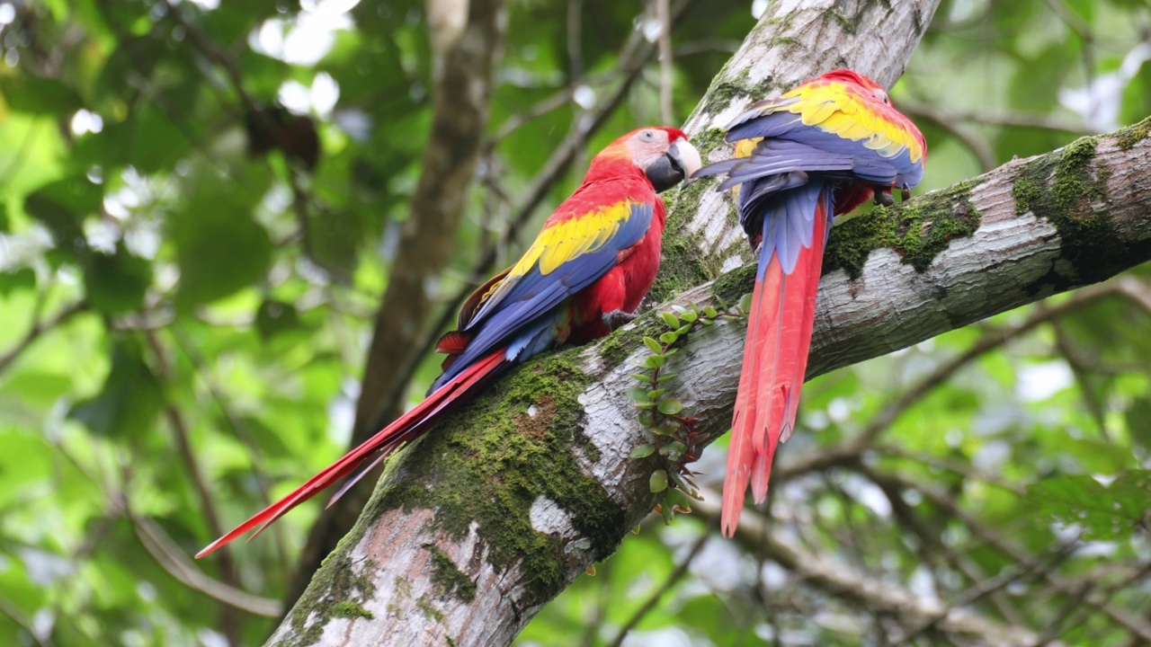 红金刚鹦鹉，阿拉澳门，奎波斯哥斯达黎加。视频素材
