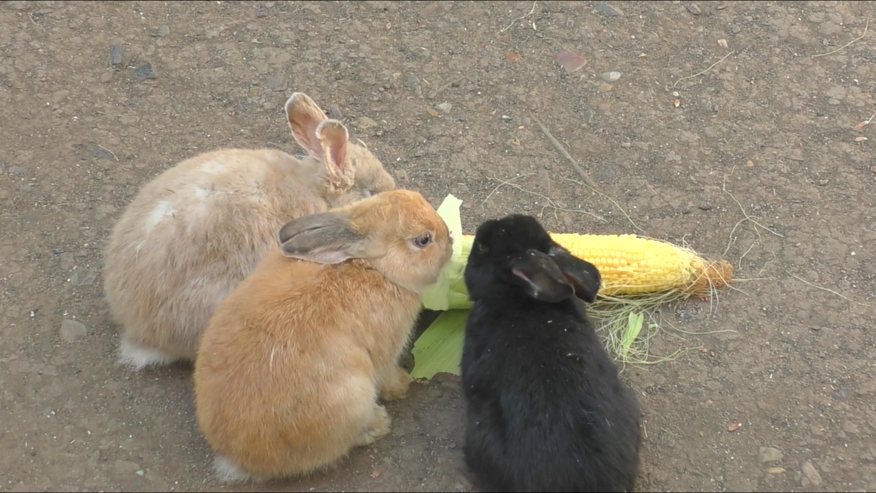 农场里的兔子视频下载