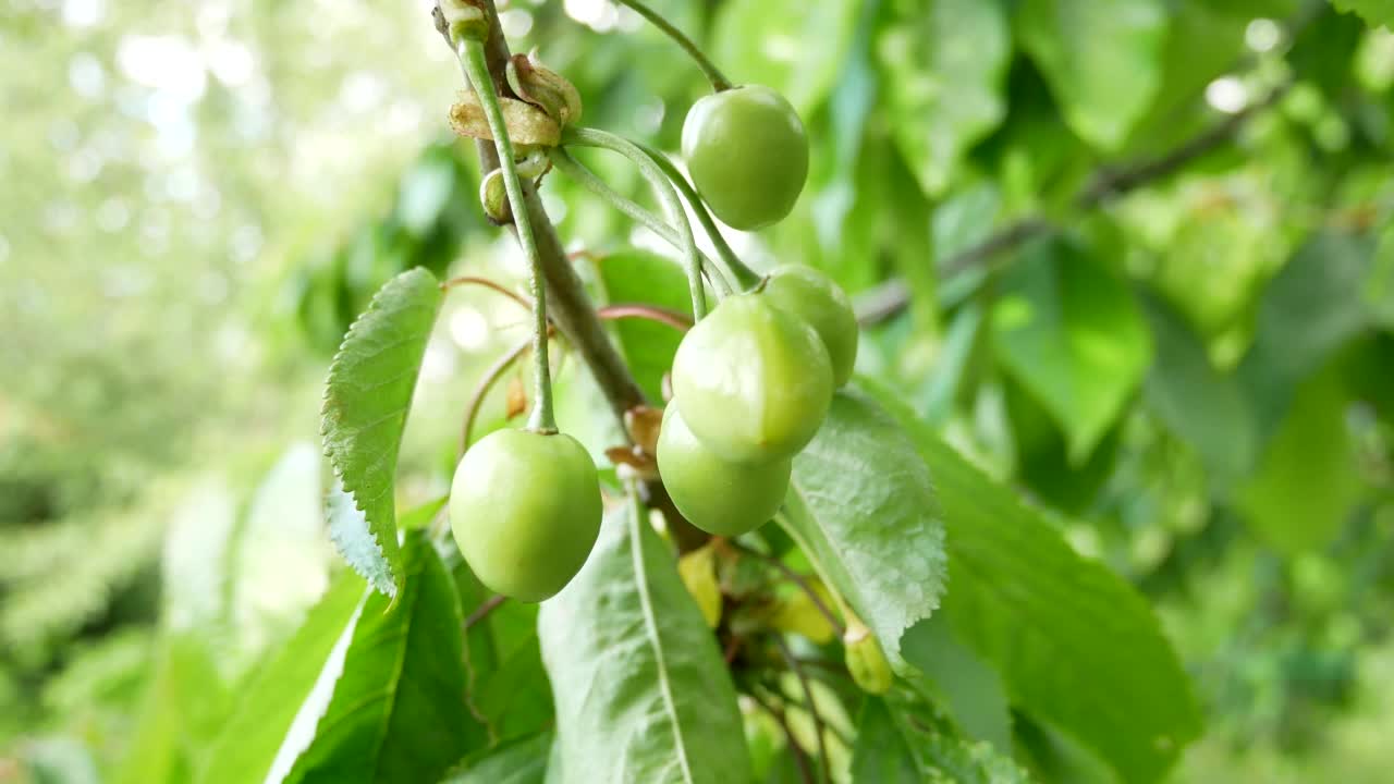 春天，甜樱桃枝头上的绿色浆果。浆果生长视频素材