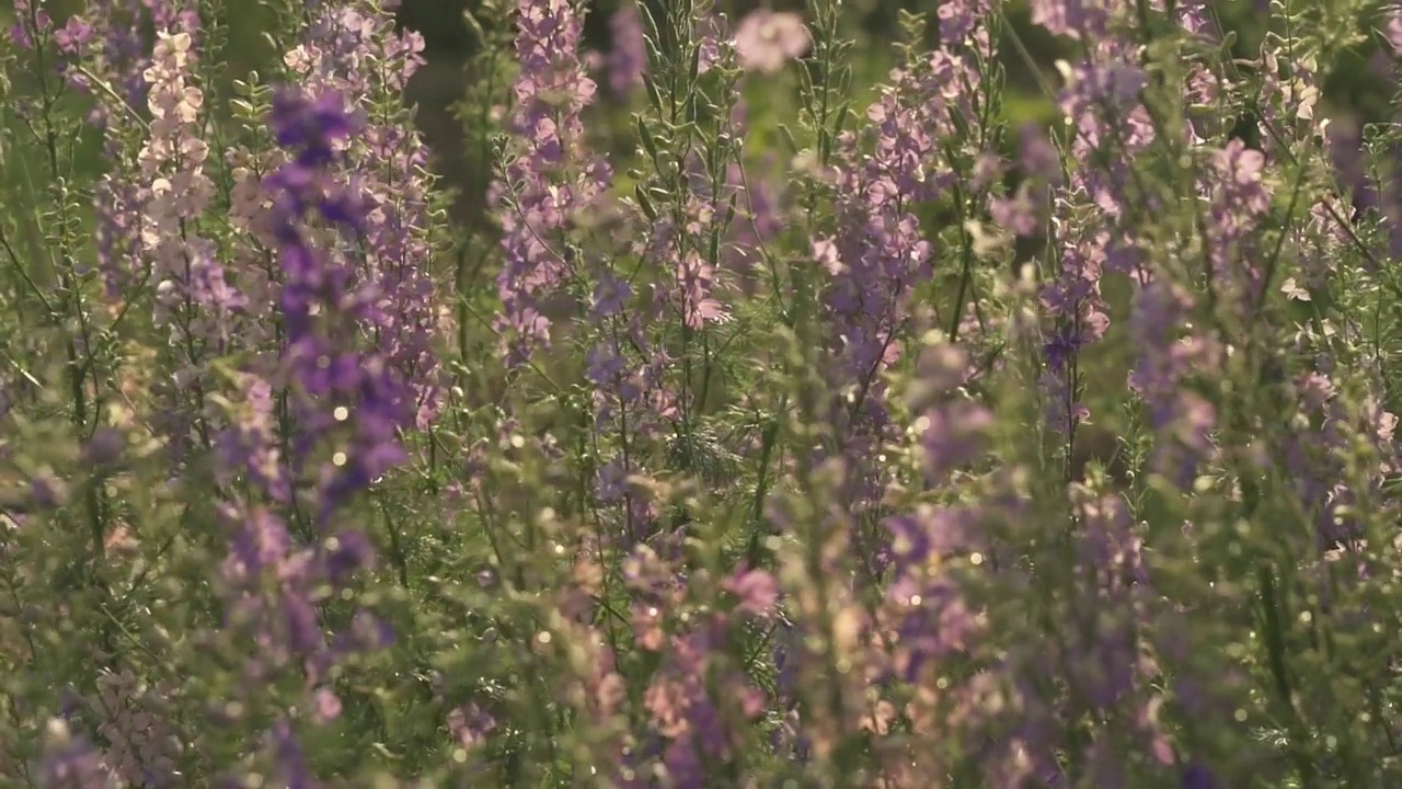 高高的紫色鼠尾草花的特写视频素材