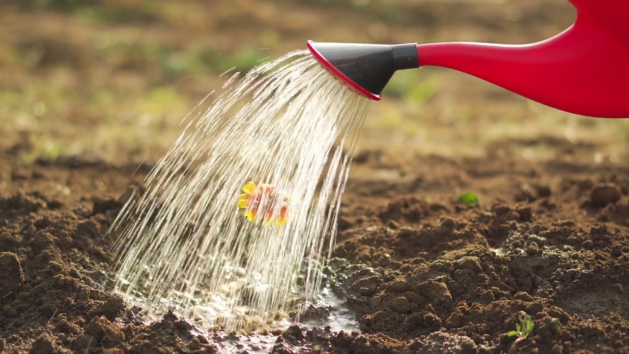 近距离的浇水可以浇到一个小的新种植的花视频素材