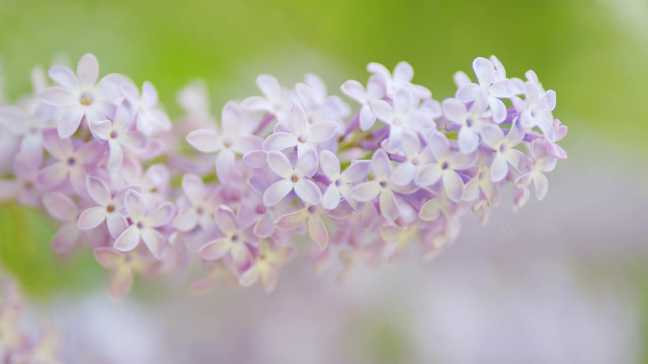 美丽的紫罗兰丁香花复活节设计特写。华丽的淡紫色的花。自然背景。缓慢的运动。视频素材