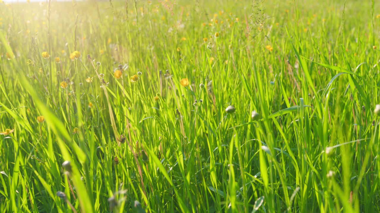 风吹动草地上的毛茛。黄色毛茛或小毛茛，花在草甸的绿色草丛中。广角镜头。静态的。视频素材