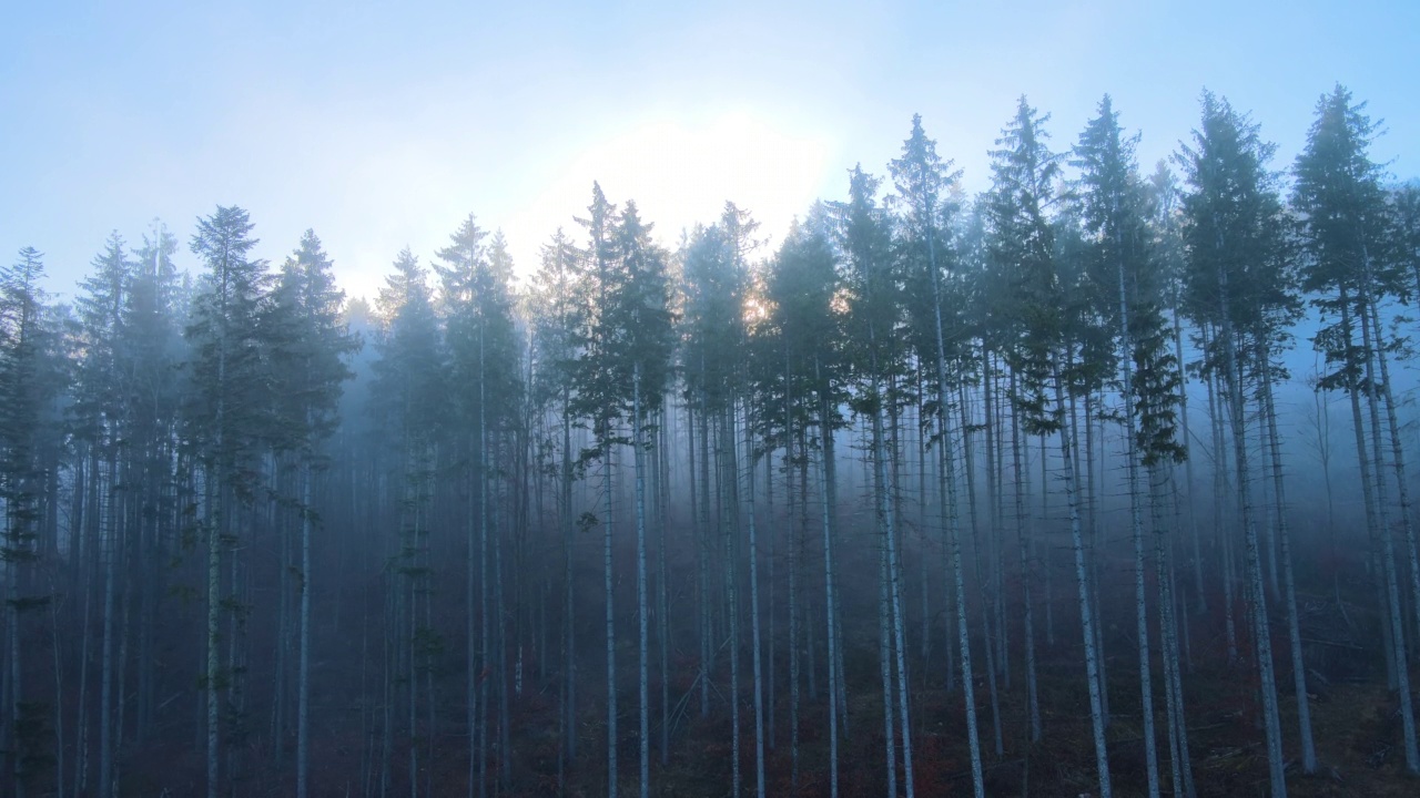 鸟瞰图明亮的阳光照射光束雾蒙蒙的黑暗森林与松树在秋天的日出。雾蒙蒙的黎明，神奇的野生森林。环境与自然保护理念视频素材