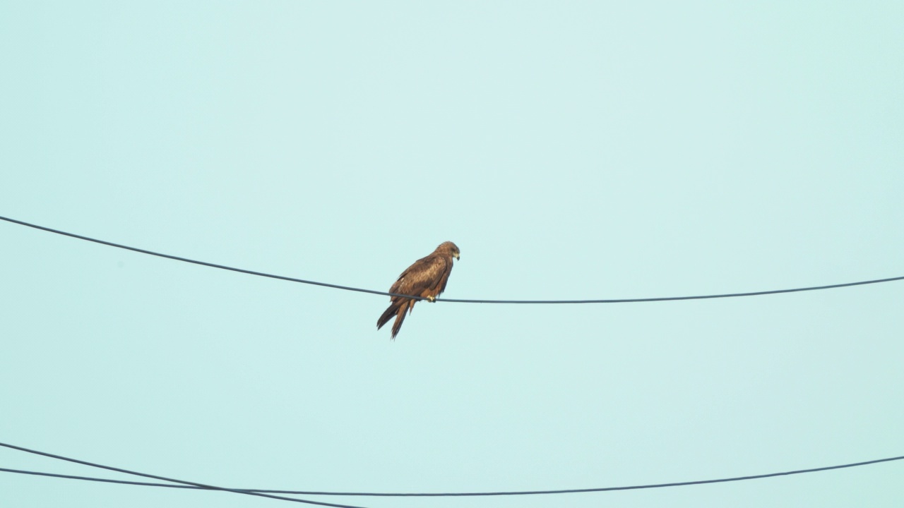 鸟-黑鸢(米尔乌斯迁徙鸟)坐在电线上，在夏天的早晨休息。视频素材