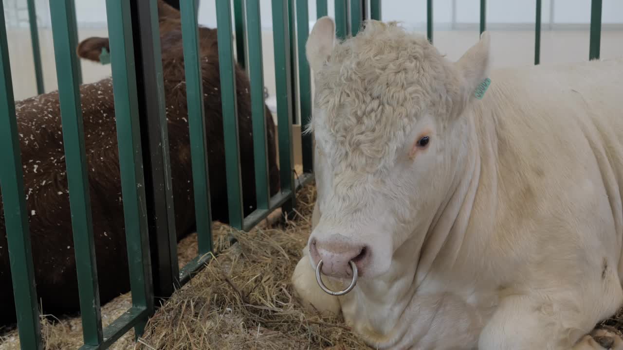 农业动物展览上休息的大白牛视频素材