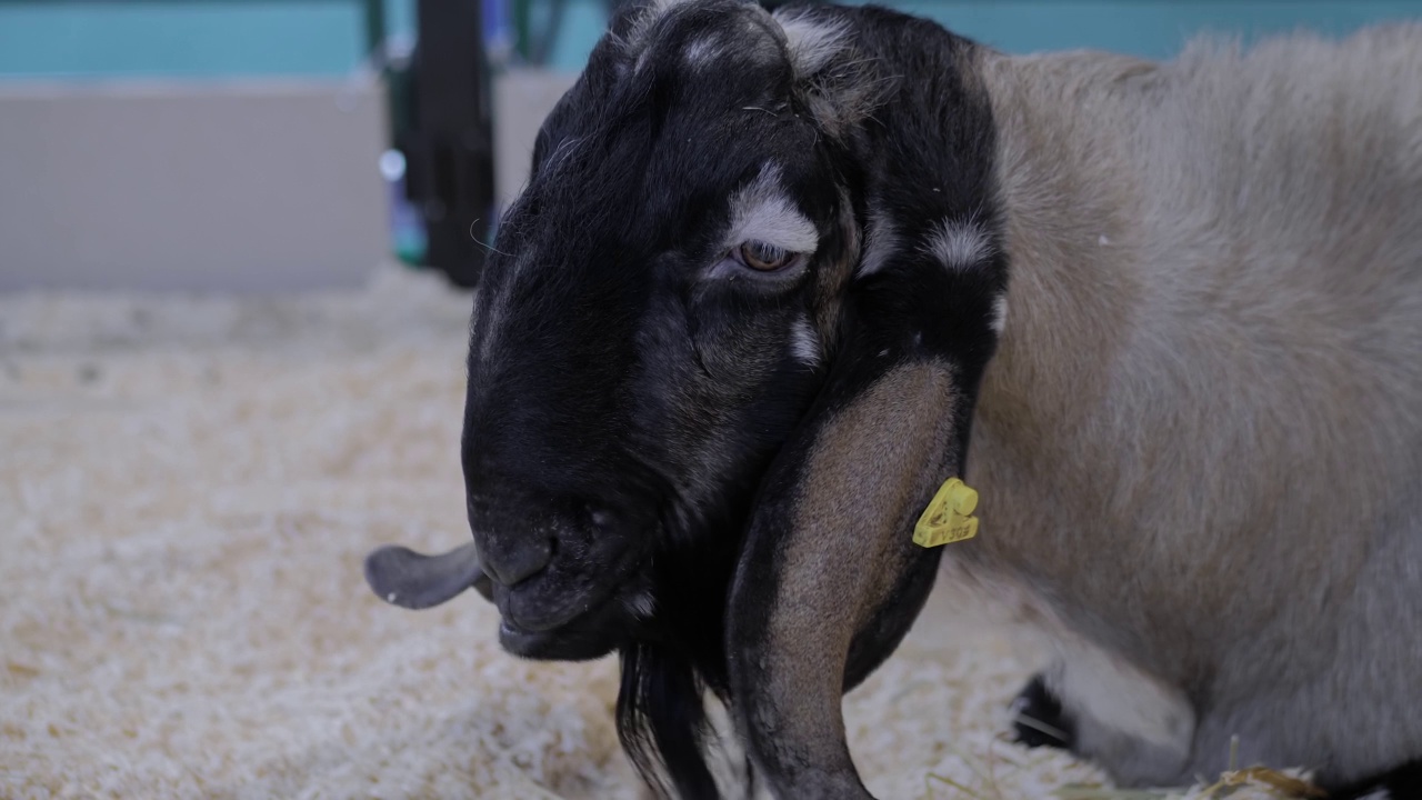 农畜展、展销会山羊画像-特写视频素材