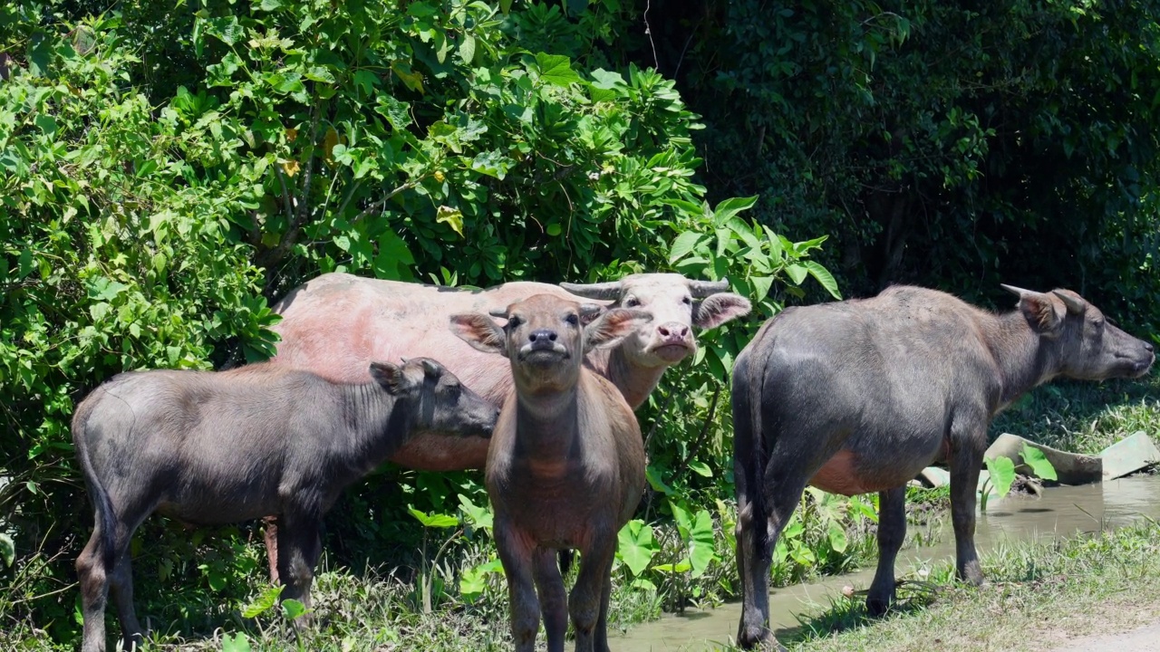 在东南亚，水牛被用来从事农业劳动，比如耕地。视频下载