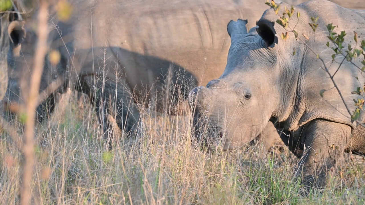 三只受保护的白犀牛在安全的大草原草地上进食视频素材