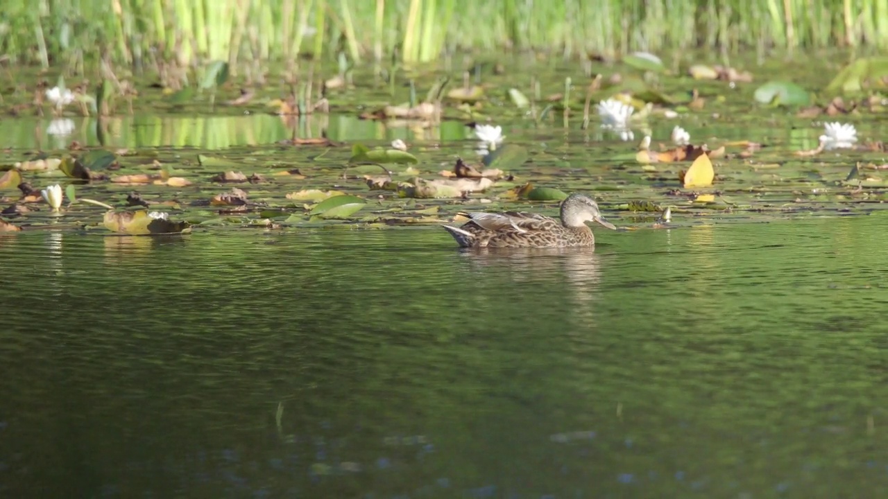 夏天，湖面上的鸭子。视频素材