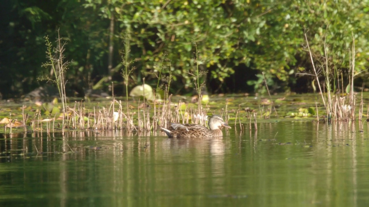 夏天，湖面上的鸭子。视频素材