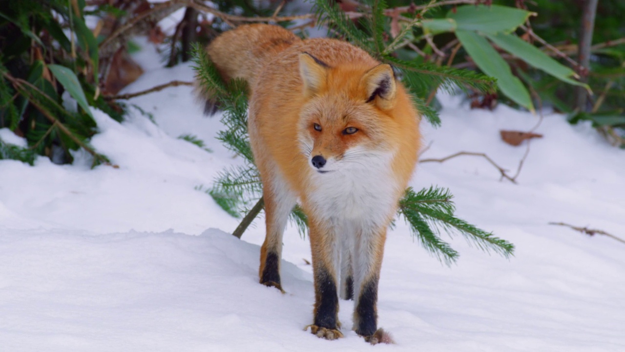日本，一只狐狸穿过雪域森林视频下载