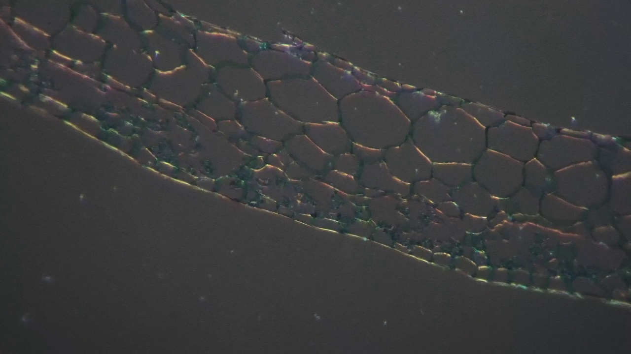 在200倍显微镜下用斜光静态拍摄的药心藓叶切片视频下载