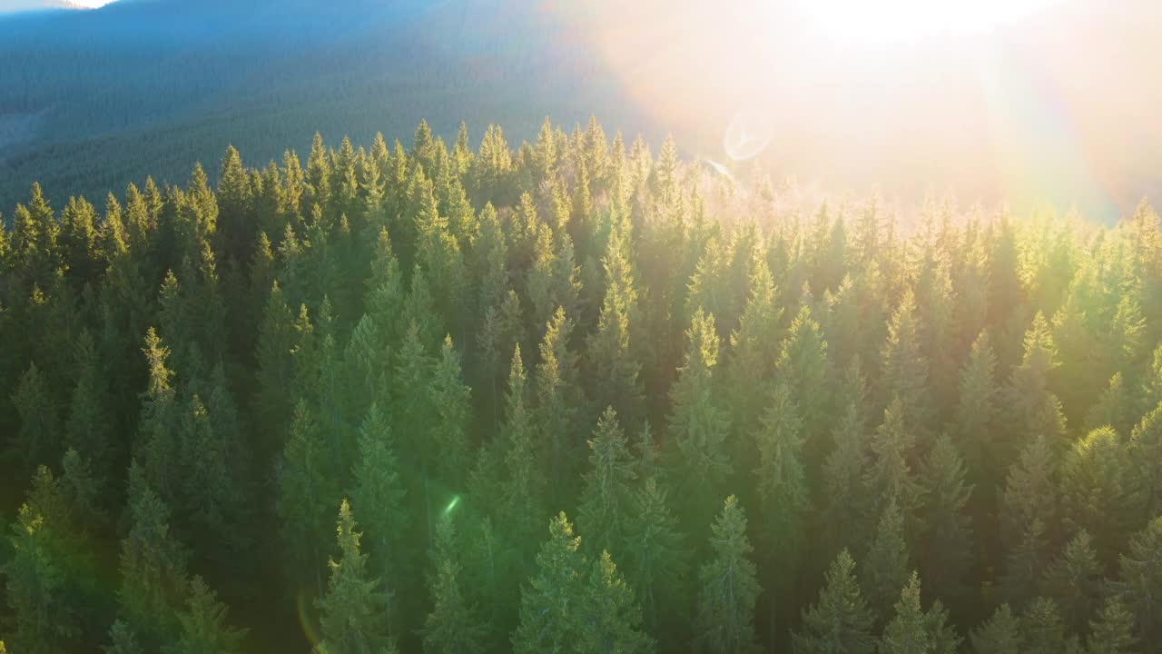 鸟瞰图明亮的阳光照射光束雾蒙蒙的黑暗森林与松树在秋天的日出。雾蒙蒙的黎明，神奇的野生森林。环境与自然保护理念视频素材
